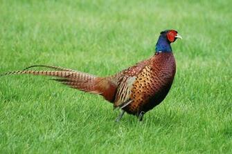 Pheasant Wallpaper Cute Theme Exotic Re Men Hunting