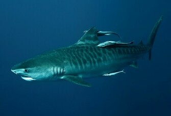 Beautiful Tiger Shark Pictures And Wallpaper