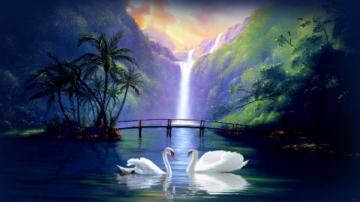 Black Swan HD Desktop Wallpaper Love