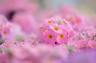 Primrose Flowers Background Wallpaper