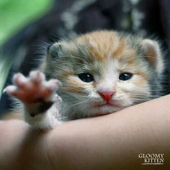 Cafechoo Image Very Cute Kitten Pictures