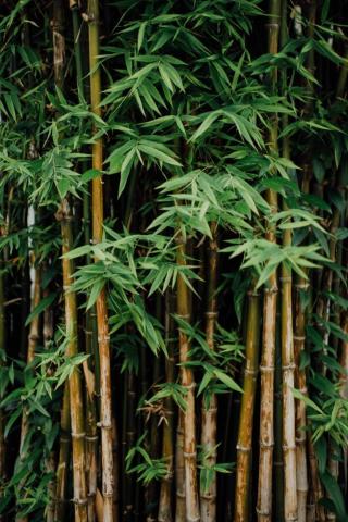 Bamboo Pictures Image Stock Photos