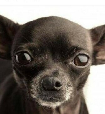 Black Chihuahua Looks Like