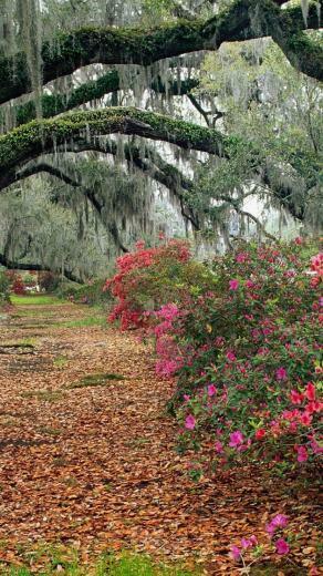 Live Wallpaper Azaleas And Oaks