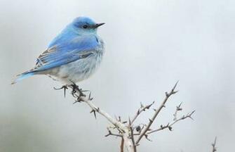 Blue Bird Wallpaper