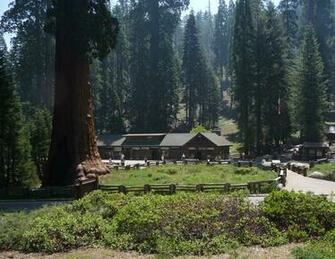 Sequoia National Forest Wallpaper Museum HD