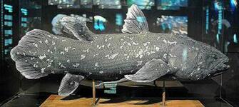 Coelacanth The Living Fossil