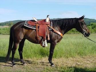 Has Reining Quarter Horse Bloodlines By HD Walls Find Wallpaper