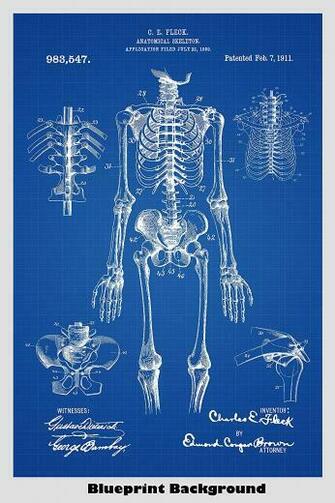 Amazon Anatomical Human Skeleton Patent Print Art Poster