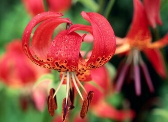 Tiger Lily Desktop Wallpaper HD Background Of Your