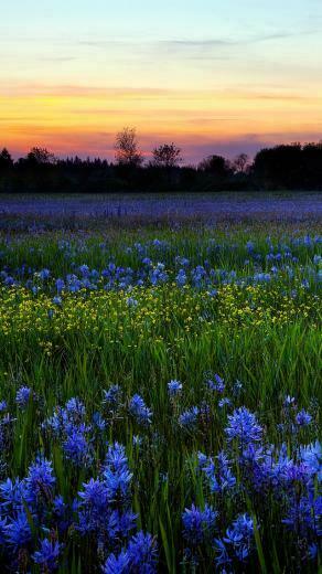 Spring Sunset iPhone HD Wallpaper