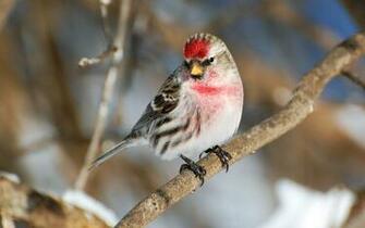 Suzanne Britton Nature Photography Common Redpoll