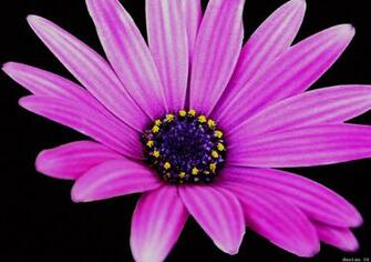Purple Daisy Phone Wallpaper By Brandiwig84