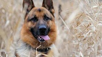 German Shepherd Wallpaper Animal