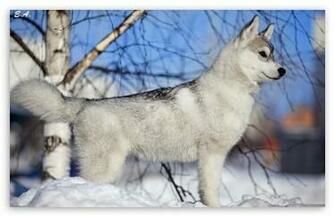 Husky Puppy Winter HD Wallpaper For Standard Fullscreen Uxga Xga
