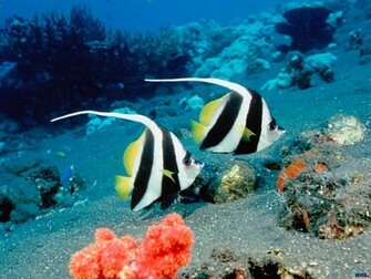 Ocean Life Wallpaper Beaches Rivers Oceans Photography Desktop
