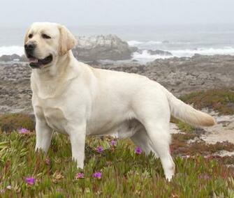 Labrador Retriever Adult Wallpaper X