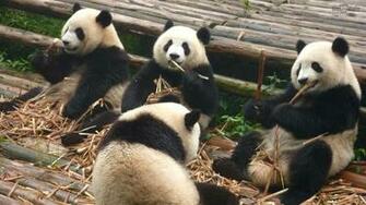 Cute Pandas Wallpaper HD BigHDwalls
