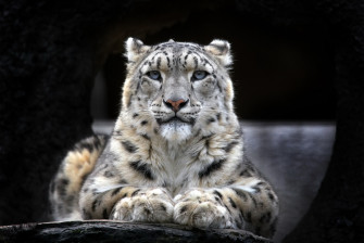 Majestic Snow Leopard HD Wallpaper