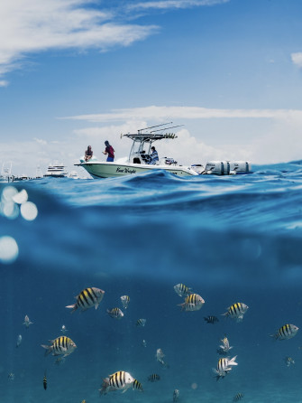 Ocean Fish Pictures Image