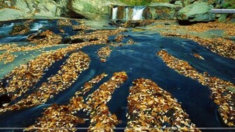 Tellico River Cherokee National Forest Wallpaper