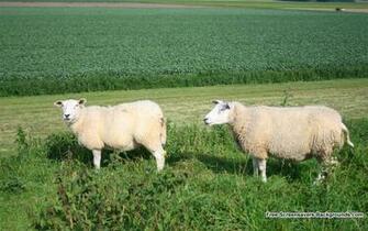 Sheeps