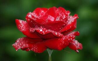 Red Abstract Rose HD Wallpaper Imagebank Biz