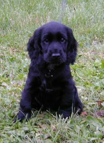 Cocker Spaniel English And American