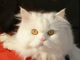 Cats Image Cat HD Wallpaper And Background Photos