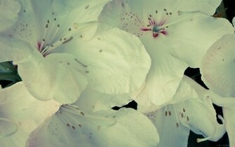 Url Bigbackground Flower Vintage Flowers Wallpaper Html