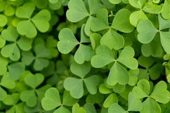 Last Minute St Patrick S Day Plans In A Nutshell