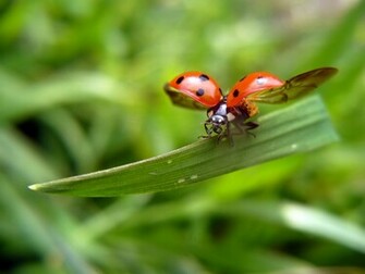 Ladybug Wallpaper Desktop