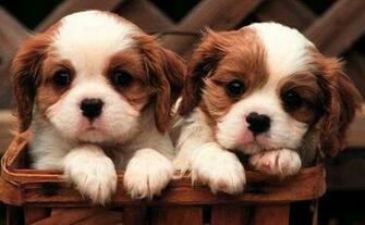 Cute Puppy Pictures Dogs Dog