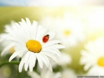 Spring Flowers Wallpaper The Art Mad