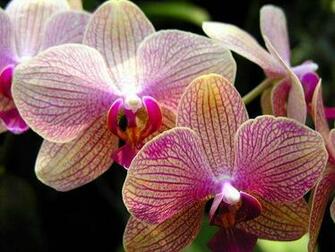 Orchid Wallpaper Enjoy For Your Computer