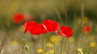 Gorgeous Poppy Flowers Wallpaper X