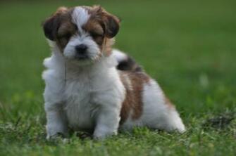 Shih Tzu Puppies