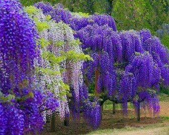 Wisteria Trees Wallpaper HD