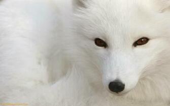 White Wolf Wallpaper HD In Animals Imageci