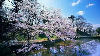 10wallpaper Comearly Spring Flowers