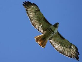 Wallpaper HD Red Tailed Hawk Eagle Tail