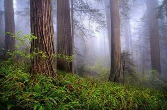 Redwood Forest Wallpaper