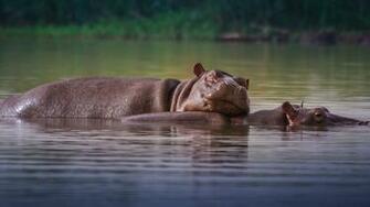 Hippopotamus Background Wallpaper Baltana