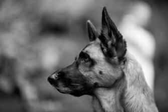 German Shepherd Computer Wallpaper Desktop Background