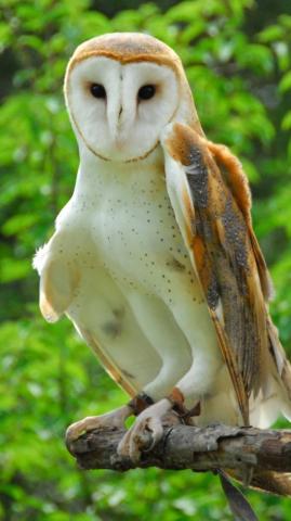 Barn Owl Phone Wallpaper