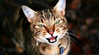 Cats Wallpaper Kitten HD Widescreen Desktop