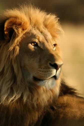 Lion Observing iPhone Wallpaper