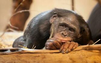 Monkeys Monkey Animals Wallpaper Cartoon Pictures
