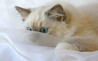 Ragdoll Kitten Wallpaper At Wallpaperbro