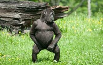Funny Monkey Id